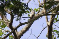 Vögel Costa Ricas &ndash; &copy; Astrid Fuhse (Eberhardt TRAVEL)