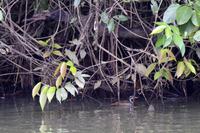 Vögel Costa Ricas &ndash; &copy; Astrid Fuhse (Eberhardt TRAVEL)