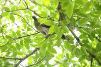 Vögel Costa Ricas &ndash; &copy; Astrid Fuhse (Eberhardt TRAVEL)