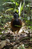 Vögel Costa Ricas &ndash; &copy; Astrid Fuhse (Eberhardt TRAVEL)