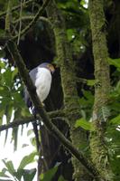 Vögel Costa Ricas &ndash; &copy; Astrid Fuhse (Eberhardt TRAVEL)