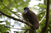 Vögel Costa Ricas &ndash; &copy; Astrid Fuhse (Eberhardt TRAVEL)