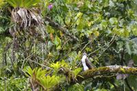 Vögel Costa Ricas &ndash; &copy; Astrid Fuhse (Eberhardt TRAVEL)