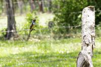 Vögel Costa Ricas &ndash; &copy; Astrid Fuhse (Eberhardt TRAVEL)
