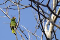 Vögel Costa Ricas &ndash; &copy; Astrid Fuhse (Eberhardt TRAVEL)