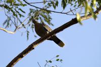 Vögel Costa Ricas &ndash; &copy; Astrid Fuhse (Eberhardt TRAVEL)