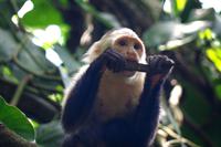 Kapuzineraffe &ndash; &copy; Astrid Fuhse (Eberhardt TRAVEL)