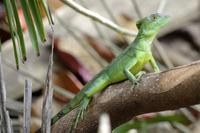 Basilisk &ndash; &copy; Astrid Fuhse (Eberhardt TRAVEL)