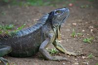 Leguan &ndash; &copy; Astrid Fuhse (Eberhardt TRAVEL)