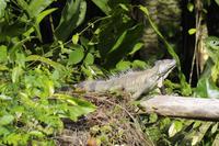 Leguan &ndash; &copy; Astrid Fuhse (Eberhardt TRAVEL)