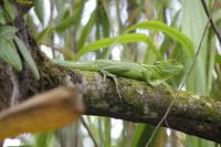 Basilisk &ndash; &copy; Astrid Fuhse (Eberhardt TRAVEL)