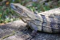 Leguan &ndash; &copy; Astrid Fuhse (Eberhardt TRAVEL)