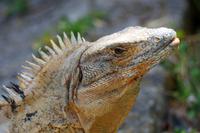 Leguan &ndash; &copy; Astrid Fuhse (Eberhardt TRAVEL)