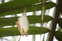 Weiße Fledermaus oder Gelbohr-Fledermaus &ndash; &copy; Astrid Fuhse (Eberhardt TRAVEL)