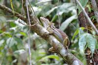 Basilisk &ndash; &copy; Astrid Fuhse (Eberhardt TRAVEL)