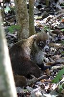 Nasenbär &ndash; &copy; Astrid Fuhse (Eberhardt TRAVEL)