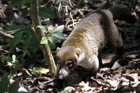 Nasenbär &ndash; &copy; Astrid Fuhse (Eberhardt TRAVEL)