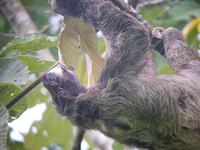 17 Tage Rundreise Costa Rica – einzigartige Naturreise San José – Vulkane Poas & Arenal – Braulio Carrillo NP – Cahuita NP – Tortuguero NP – Monteverde – Santa Elena – Carara NP – Marino Ballen (286) &ndash; &copy; Benjamin Rodriguez Manzanares (Eberhardt TRAVEL)