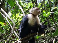 17 Tage Rundreise Costa Rica – einzigartige Naturreise San José – Vulkane Poas & Arenal – Braulio Carrillo NP – Cahuita NP – Tortuguero NP – Monteverde – Santa Elena – Carara NP – Marino Ballen (328) &ndash; &copy; Benjamin Rodriguez Manzanares (Eberhardt TRAVEL)