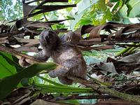 17 Tage Rundreise Costa Rica – einzigartige Naturreise San José – Vulkane Poas & Arenal – Braulio Carrillo NP – Cahuita NP – Tortuguero NP – Monteverde – Santa Elena – Carara NP – Marino Ballen (623) &ndash; &copy; Benjamin Rodriguez Manzanares (Eberhardt TRAVEL)