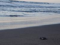 17 Tage Rundreise Costa Rica – einzigartige Naturreise San José – Vulkane Poas & Arenal – Braulio Carrillo NP – Cahuita NP – Tortuguero NP – Monteverde – Santa Elena – Carara NP – Marino Ballen (660) &ndash; &copy; Benjamin Rodriguez Manzanares (Eberhardt TRAVEL)