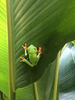 17 Tage Rundreise Costa Rica – einzigartige Naturreise San José – Vulkane Poas & Arenal – Braulio Carrillo NP – Cahuita NP – Tortuguero NP – Monteverde – Santa Elena – Carara NP – Marino Ballen (747) &ndash; &copy; Benjamin Rodriguez Manzanares (Eberhardt TRAVEL)