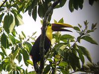 17 Tage Rundreise Costa Rica – einzigartige Naturreise San José – Vulkane Poas & Arenal – Braulio Carrillo NP – Cahuita NP – Tortuguero NP – Monteverde – Santa Elena – Carara NP – Marino Ballen (861) &ndash; &copy; Benjamin Rodriguez Manzanares (Eberhardt TRAVEL)