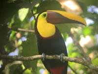17 Tage Rundreise Costa Rica – einzigartige Naturreise San José – Vulkane Poas & Arenal – Braulio Carrillo NP – Cahuita NP – Tortuguero NP – Monteverde – Santa Elena – Carara NP – Marino Ballen (1248) &ndash; &copy; Benjamin Rodriguez Manzanares (Eberhardt TRAVEL)