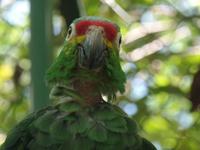 17 Tage Rundreise Costa Rica – einzigartige Naturreise San José – Vulkane Poas & Arenal – Braulio Carrillo NP – Cahuita NP – Tortuguero NP – Monteverde – Santa Elena – Carara NP – Marino Ballen (1293) &ndash; &copy; Benjamin Rodriguez Manzanares (Eberhardt TRAVEL)