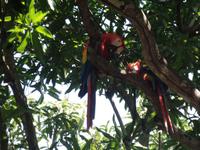 17 Tage Rundreise Costa Rica – einzigartige Naturreise San José – Vulkane Poas & Arenal – Braulio Carrillo NP – Cahuita NP – Tortuguero NP – Monteverde – Santa Elena – Carara NP – Marino Ballen (1515) &ndash; &copy; Benjamin Rodriguez Manzanares (Eberhardt TRAVEL)