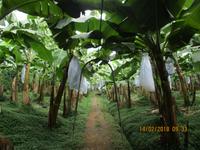 Bananenplantage &ndash; &copy; Constanze Hölig (Eberhardt TRAVEL)