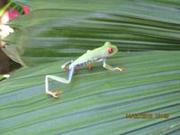 Rotaugenfrosch &ndash; &copy; Constanze Hölig (Eberhardt TRAVEL)