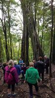 Costa Rica, Monteverde, Würgefeigenbaum