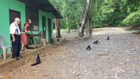 Costa Rica, Caldera, Kapuzineraffen &ndash; &copy; Ria Heilmann (Eberhardt TRAVEL)