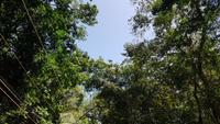 Costa Rica, Pazifik, Manuel Antonio NP, Faultier im Baum &ndash; &copy; Ria Heilmann (Eberhardt TRAVEL)