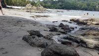 Costa Rica, Pazifik, Manuel Antonio NP, Badebucht mit Echse &ndash; &copy; Ria Heilmann (Eberhardt TRAVEL)