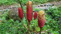 Costa Rica, Rafting Pacuare, Rio Tropical Lodge &ndash; &copy; Ria Heilmann (Eberhardt TRAVEL)