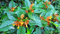 Costa Rica, Rafting Pacuare, Rio Tropical Lodge &ndash; &copy; Ria Heilmann (Eberhardt TRAVEL)