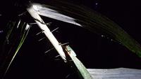 Costa Rica, Turtle Beach Lodge, Abendwanderung, Stabheuschrecke &ndash; &copy; Ria Heilmann (Eberhardt TRAVEL)