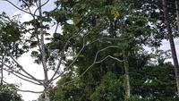 Costa Rica, unterwegs....Faultier im Baum