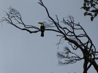 Costa Rica, Fischer Tucan &ndash; &copy; Ria Heilmann (Eberhardt TRAVEL)