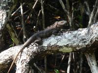 Costa Rica, Echse &ndash; &copy; Ria Heilmann (Eberhardt TRAVEL)