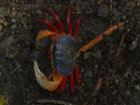 Costa Rica, Haloween Krabbe &ndash; &copy; Ria Heilmann (Eberhardt TRAVEL)