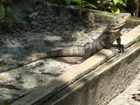 Costa Rica, Echse &ndash; &copy; Ria Heilmann (Eberhardt TRAVEL)