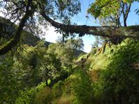 Costa Rica, Quezal Beobachtung &ndash; &copy; Ria Heilmann (Eberhardt TRAVEL)