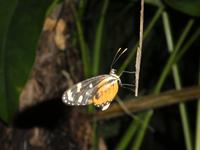 Costa Rica, Schmetterling &ndash; &copy; Ria Heilmann (Eberhardt TRAVEL)