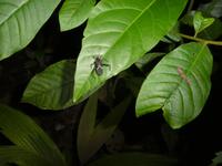 Costa Rica, Käfer &ndash; &copy; Ria Heilmann (Eberhardt TRAVEL)