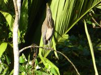 Costa Rica, Nacktkehlreiher &ndash; &copy; Ria Heilmann (Eberhardt TRAVEL)