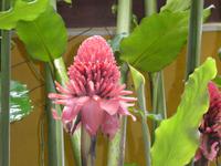 Costa Rica, Ingwer - Fackel des Imperators &ndash; &copy; Ria Heilmann (Eberhardt TRAVEL)