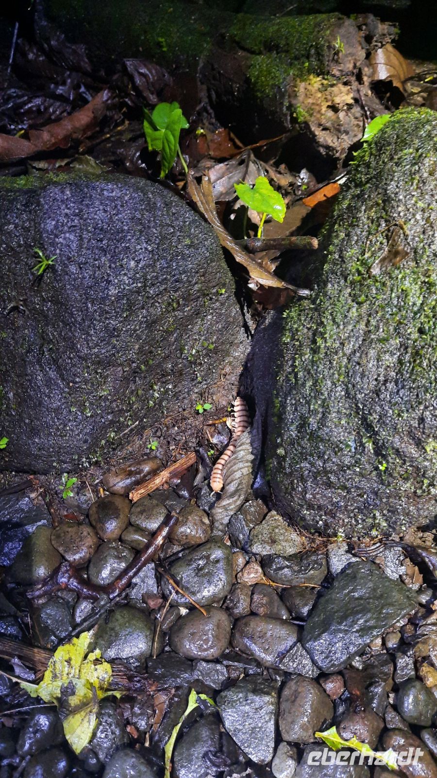024 – Costa Rica, Hunderfüßer &ndash; &copy; Vivien Fiedler (Eberhardt TRAVEL)